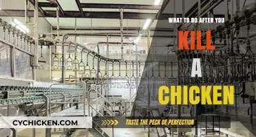 After the Deed: Handling and Processing a Chicken You’ve Killed