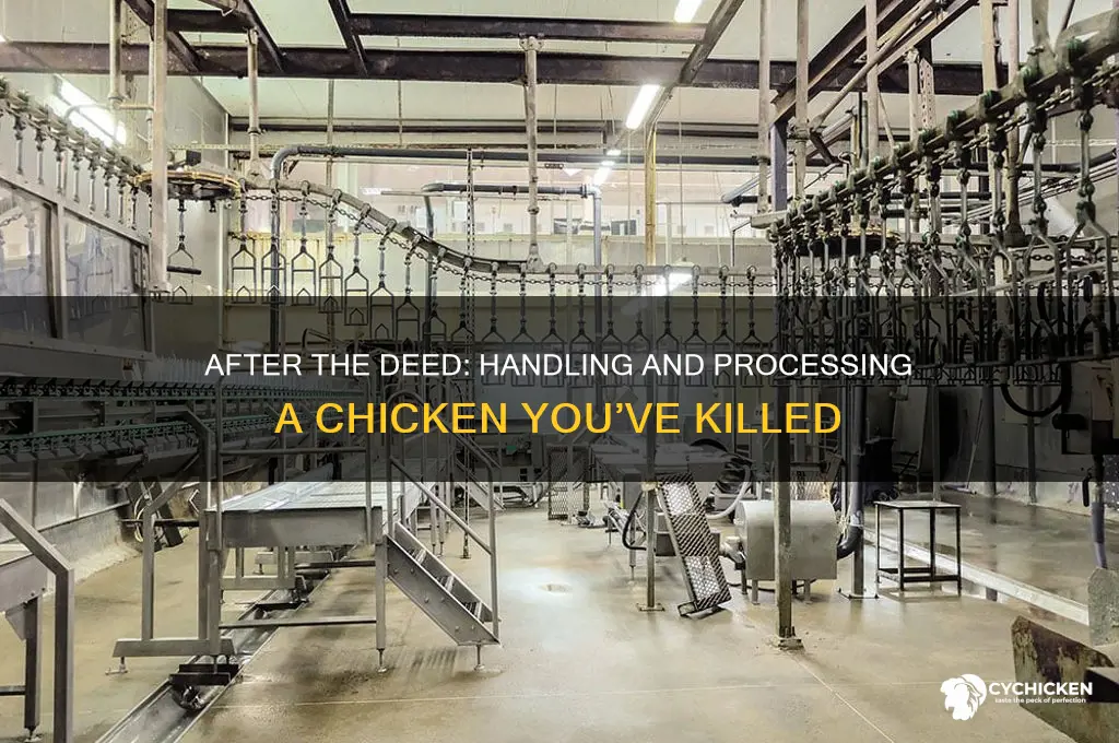 what to do after you kill a chicken