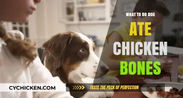 Dog Ate Chicken Bones? Immediate Steps to Ensure Your Pet's Safety