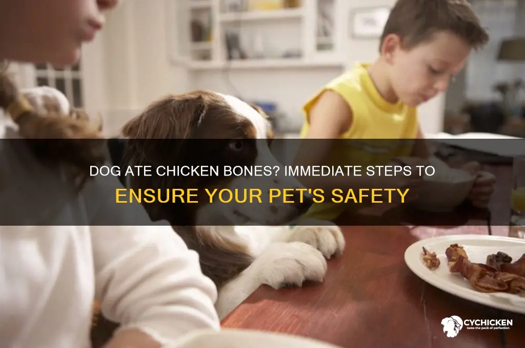 what to do dog ate chicken bones