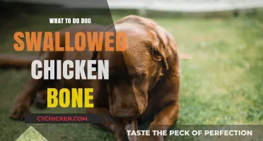 Dog Swallowed Chicken Bone? Immediate Steps to Take and When to Call the Vet