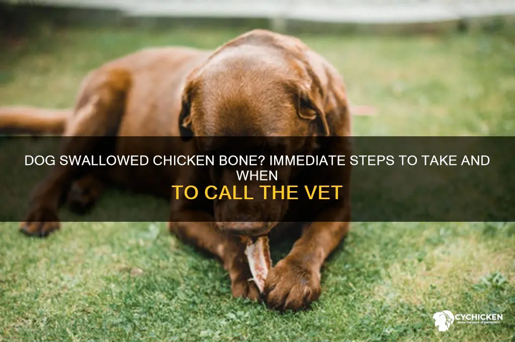 what to do dog swallowed chicken bone