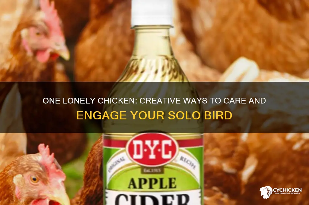 what to do for 1 lonely chicken