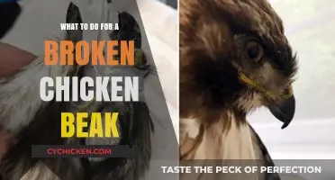 Healing Your Hen: Effective Remedies for a Broken Chicken Beak