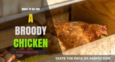 Helping Your Broody Chicken: Tips for a Happy, Healthy Hen