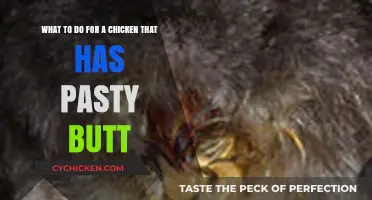 Treating Pasty Butt in Chickens: Quick and Easy Solutions