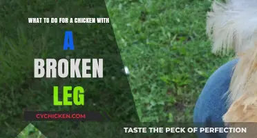 Heal Your Chicken's Broken Leg: Quick Tips