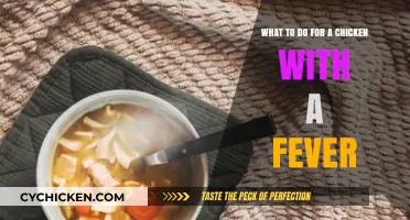 Treating Fever in Chickens: Quick Action, Quick Recovery
