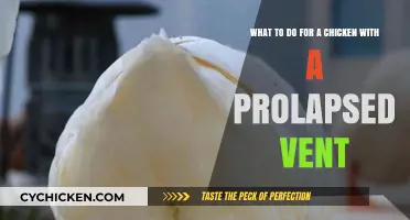 Treating a Prolapsed Vent in Your Chicken