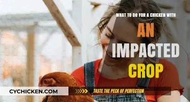 Treating an Impacted Crop in Chickens: Quick Guide