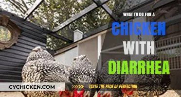 Treating Chicken Diarrhea: Effective Remedies and Care Tips for Poultry