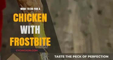 Frostbitten Chickens: Essential Care Tips for Healing and Prevention