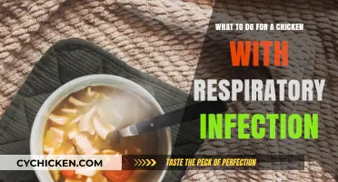 Treating Your Chicken's Respiratory Infection
