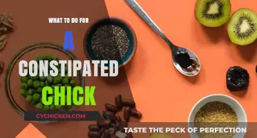 Helping Constipated Chicks: Effective Remedies and Care Tips for Relief