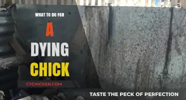 Saving a Dying Chick: Essential Steps for Care and Comfort