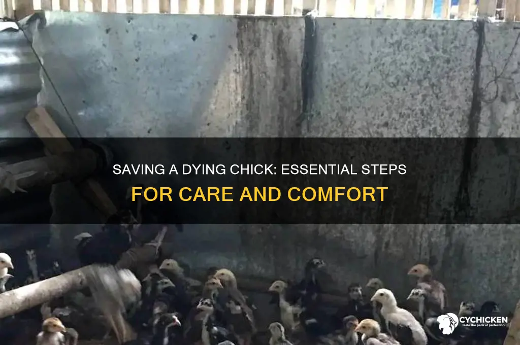 what to do for a dying chick