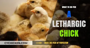 Revitalizing Lethargic Chicks: Essential Care Tips for Weak Baby Birds