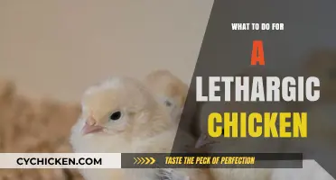 Revitalizing Your Lethargic Chicken: Effective Care Tips and Remedies