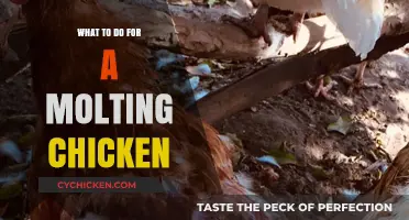Caring for Molting Chickens: Essential Tips for a Healthy Recovery