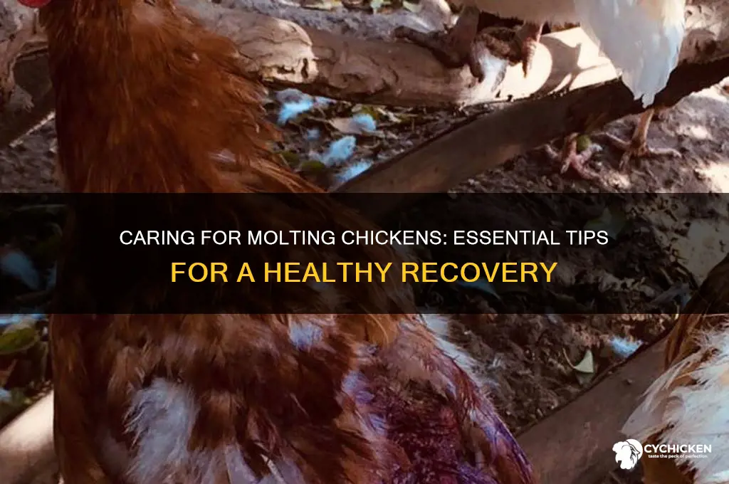 what to do for a molting chicken