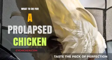 Caring for a Prolapsed Chicken: Essential Steps for Recovery and Prevention