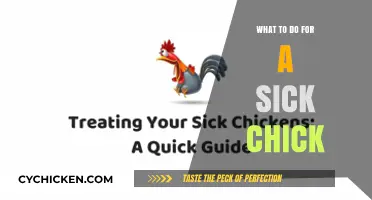 Caring for a Sick Chick: Essential Steps to Nurse It Back to Health