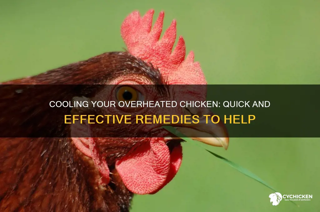 what to do for an overheated chicken