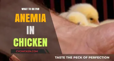 Effective Anemia Treatments and Prevention Tips for Healthy Chickens