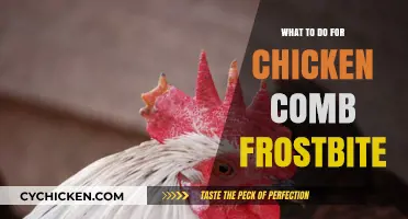Preventing and Treating Chicken Comb Frostbite: Essential Care Tips