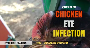 Effective Remedies and Care Tips for Treating Chicken Eye Infections