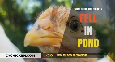 Chicken in Pond Crisis: Quick Rescue and Recovery Tips