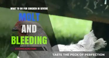 Helping Your Bleeding, Molting Chicken: Quick Tips
