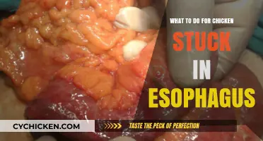 Quick Relief: Effective Solutions for Chicken Stuck in Esophagus