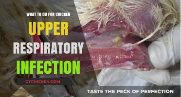 Effective Remedies for Treating Chicken Upper Respiratory Infections