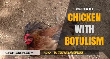 Treating Chicken Botulism: Essential Steps for Recovery and Prevention