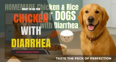 Effective Remedies for Chicken Diarrhea: Quick Tips for Healthy Flocks