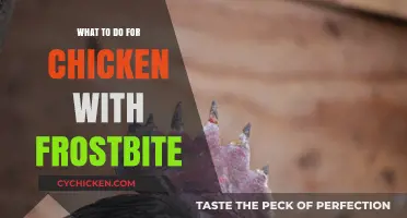 Treating Frostbitten Chickens: Essential Care Tips for Poultry Owners