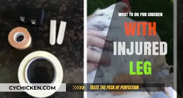 Caring for Your Chicken: Healing an Injured Leg Effectively