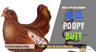 How to Clean and Prevent Poopy Butt in Chickens: A Guide