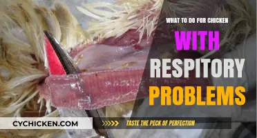 Effective Remedies for Treating Respiratory Issues in Chickens: A Guide
