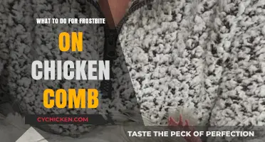 Treating Frostbite on Chicken Combs: Essential Care Tips for Poultry Owners
