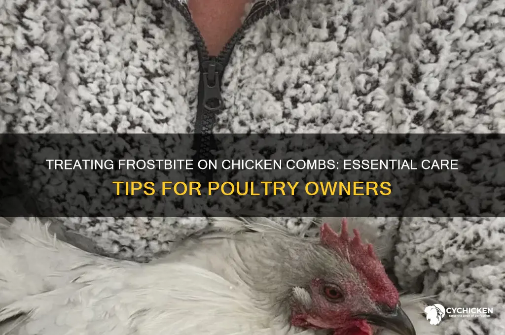 what to do for frostbite on chicken comb