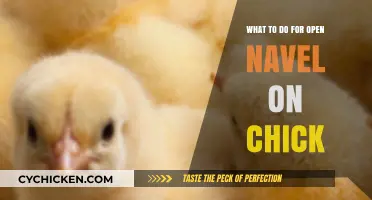 Healing Your Chick’s Open Navel: Essential Care Tips and Steps