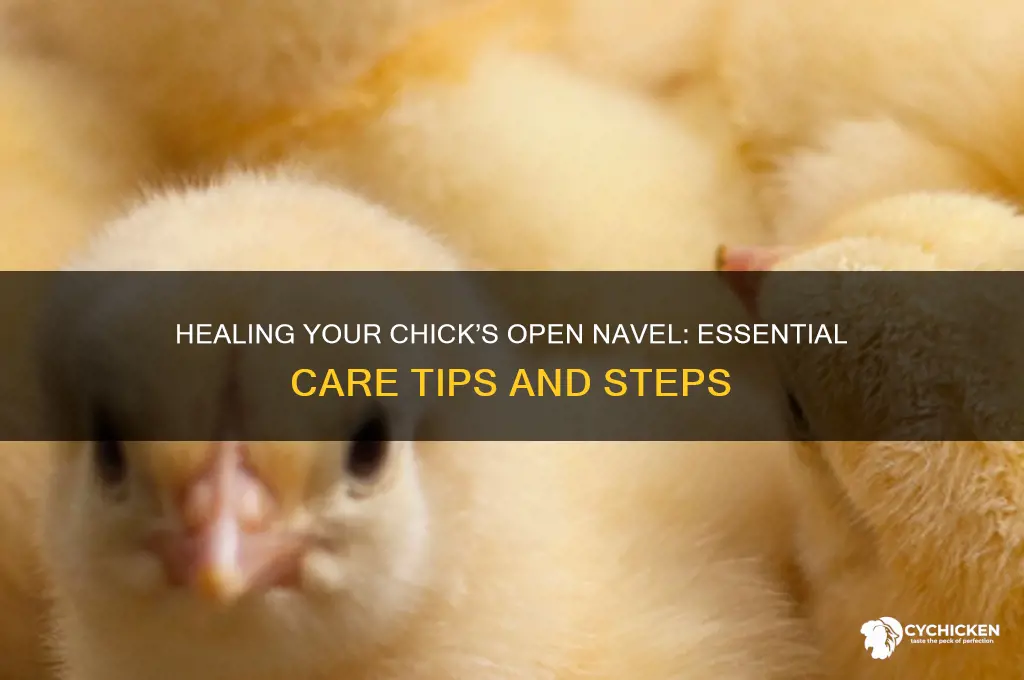 what to do for open navel on chick