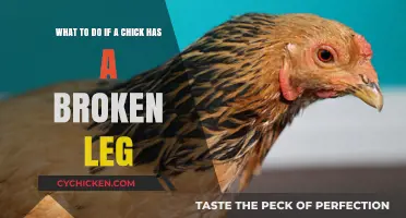 Mending a Chick's Broken Leg: Steps to Take
