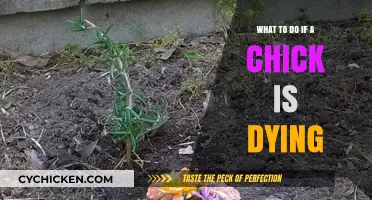 Saving a Dying Chick: Immediate Steps and Gentle Care Tips