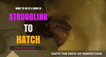 Helping a Struggling Chick: Hatching Interventions and Techniques