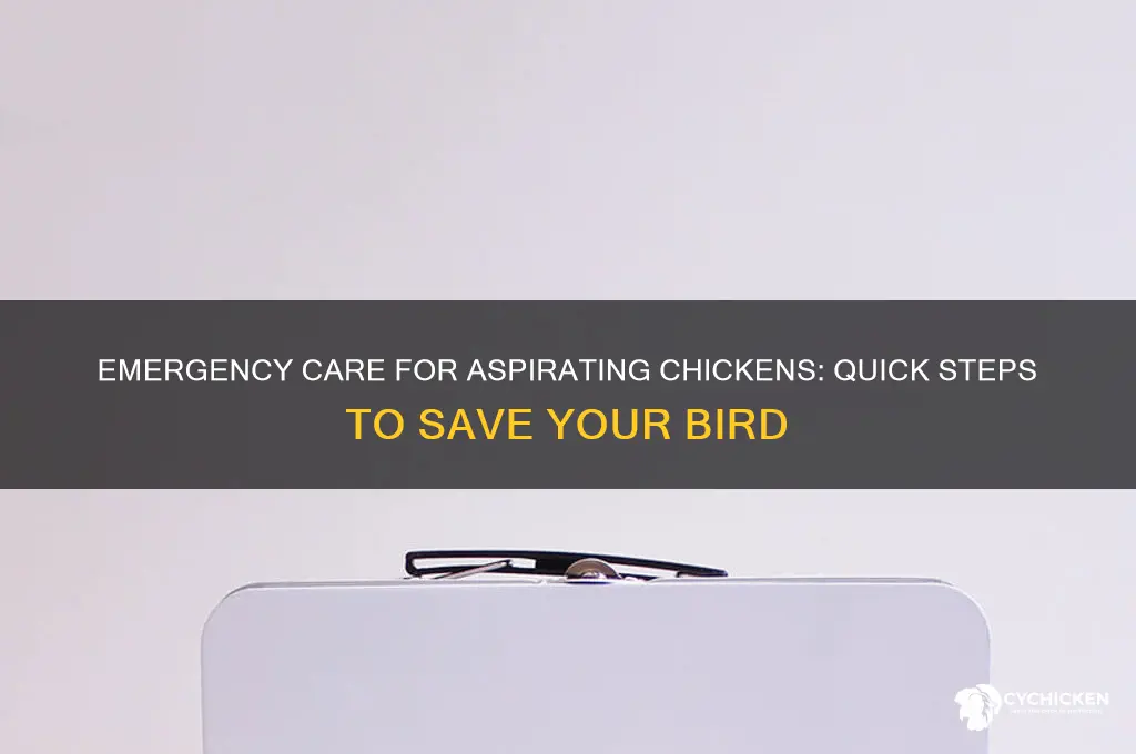 what to do if a chicken aspirates