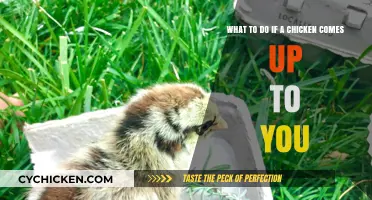 How to React When a Chicken Approaches You