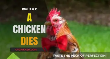 Handling a Chicken's Passing: Compassionate Steps for Backyard Flock Owners